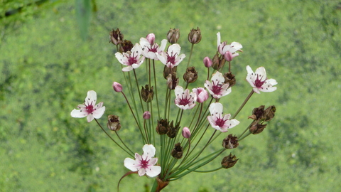 Flowering Rush