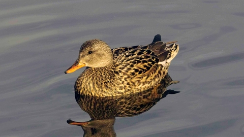 Gadwall