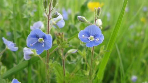 Germander Speedwell