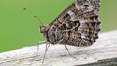 Grayling