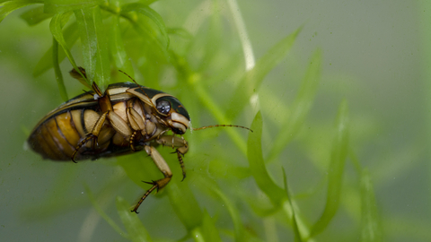 Great Diving Beetle