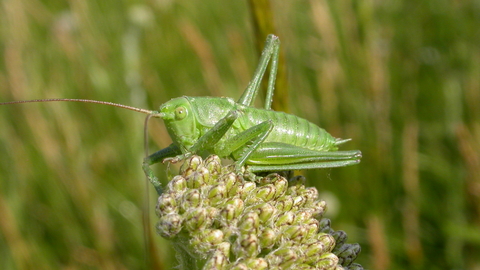 Great Green Bush-cricket