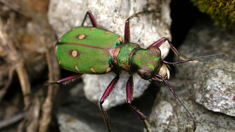 Green Tiger Beetle