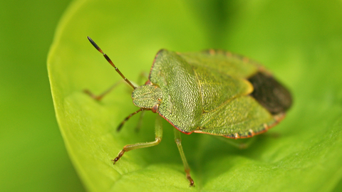 Common Green Shield Bug