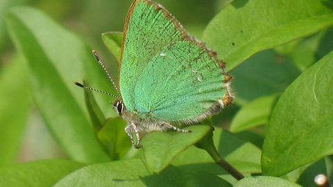 Green Hairstreak butterfly