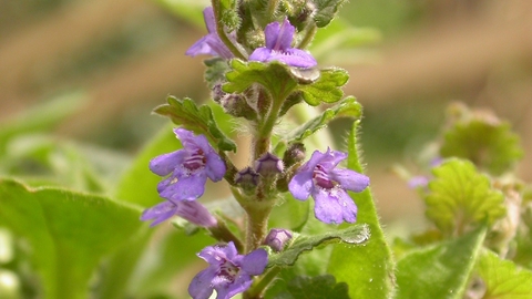 Ground-ivy