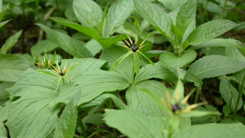 Herb-Paris