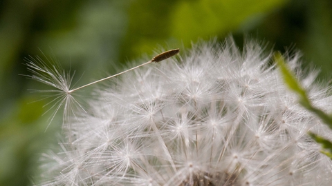 Common Dandelion