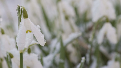 Snowdrops