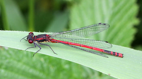 Large Red Damselfly