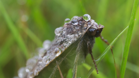 Large Yellow Underwing moth