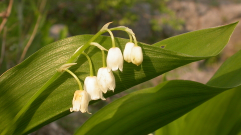 Lily-of-the-valley