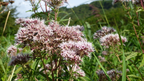 Hemp-agrimony