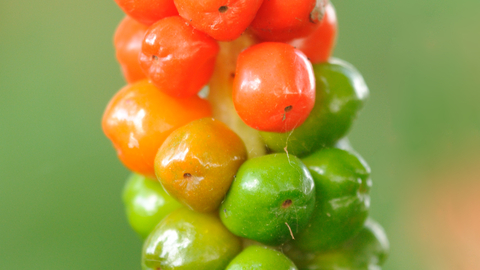 Lords-and-ladies berries