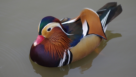 Mandarin Duck