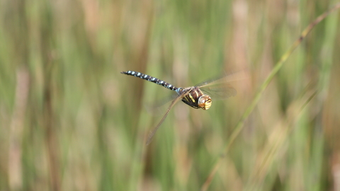 Common Hawker