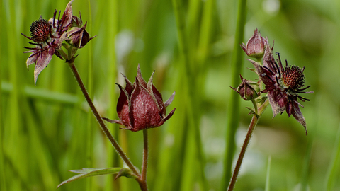 Marsh Cinquefoil