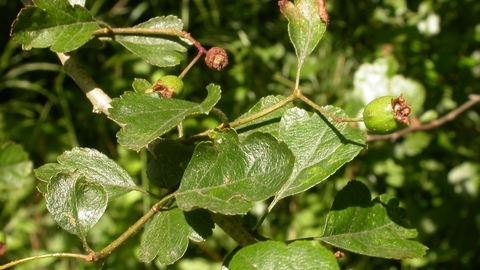 Midland Hawthorn