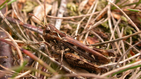 Mottled Grasshopper