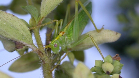 Oak Bush-cricket