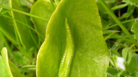 Adder's-tongue Fern