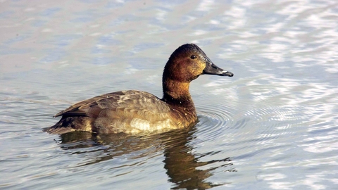 Pochard