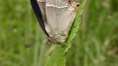 Purple Hairstreak butterfly