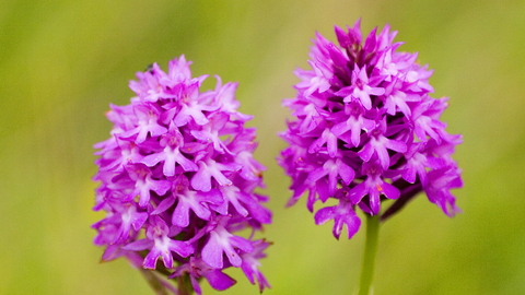 Pyramidal Orchid