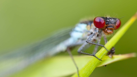 Red-eyed Damselfly