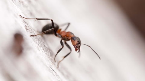 Southern Wood Ant