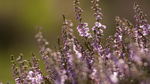 Heather (Calluna vulgaris)