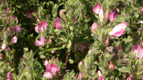 Common Restharrow