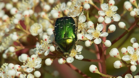 Rose Chafer