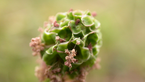 Salad Burnet