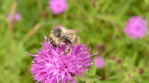 Shrill Carder Bee