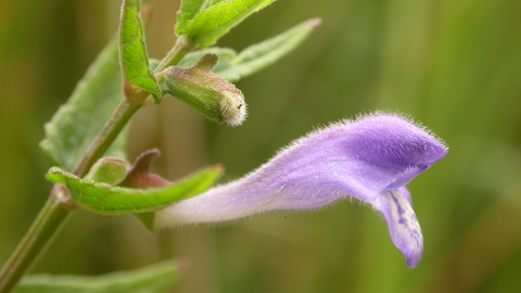 Skullcap