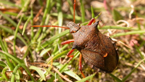 Spiked Shield Bug