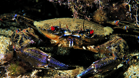 Velvet Swimming Crab