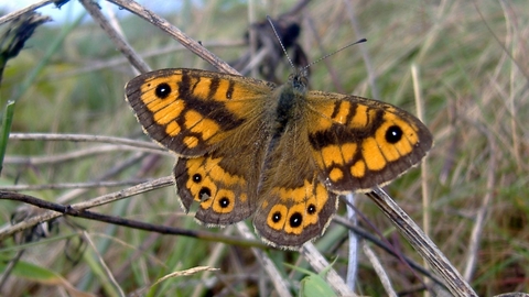 Wall Brown