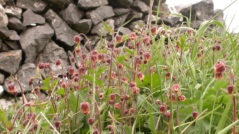 Water Avens