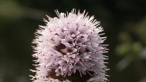 Water Mint