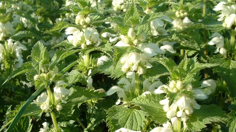 White Dead-nettle