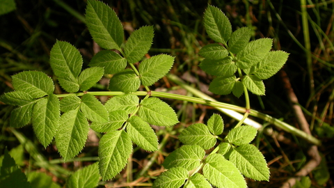 Wild Angelica