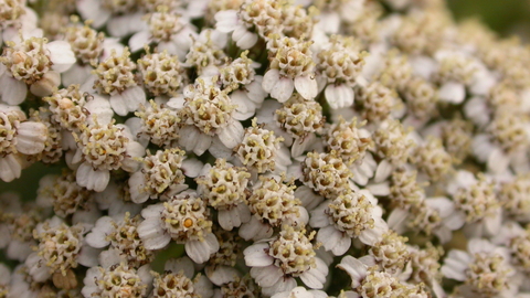 Yarrow