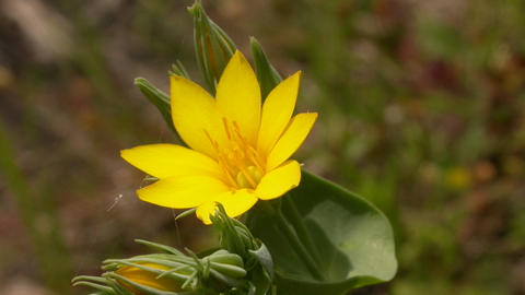 Yellow-wort