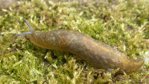 Yellow Slug