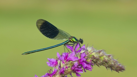 Banded Demoiselle