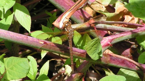 Brown Hawker