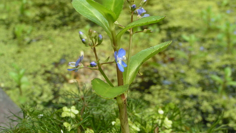 Brooklime