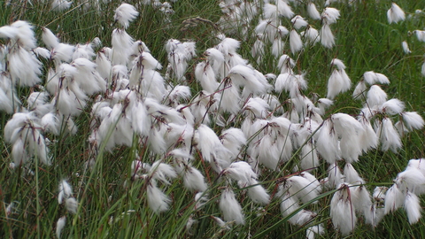 Common Cotton-grass